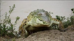 crocodiledevoreenfant2.jpg