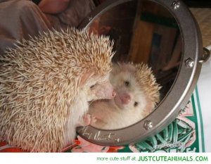 cute-animals-baby-happy-hedgehog-looking-mirror-pics.jpg