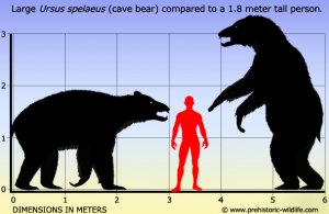 ursus-spelaeus-cave-bear-size.jpg