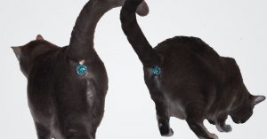 cat-butt-gem-jewel-twinkle-tush-6.jpg
