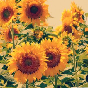 sunflower 333.jpg