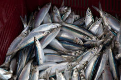 un-panier-des-poissons-de-sardine-attendant-pour-être-vendu-12437232.jpg