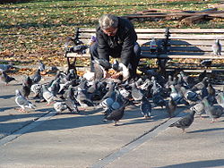 250px-man_feeding_pigeons.jpg