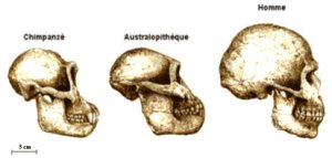 australopitheque1.jpg