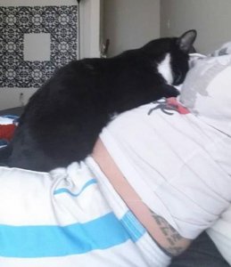 cat-guards-baby-pregnant-liel-ainmar-assayag-panda-8.jpg