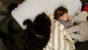 cat-guards-baby-pregnant-liel-ainmar-assayag-panda-6.jpg