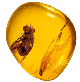 ambre-insecte-fossile.jpg