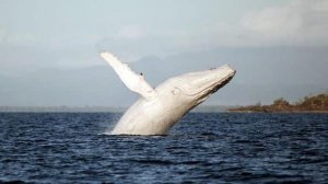 baleine-à-bosse-blanche.jpg