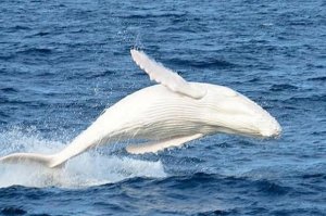 baleine-blanche.jpg