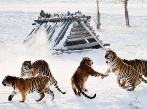 tigre6.jpg