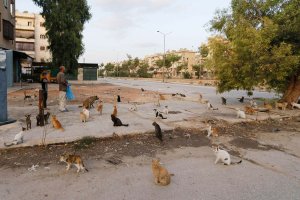 Alaa-s-occupe-des-chats-d-Alep-dans-un-sanctuaire-malgre-la-guerre.jpg