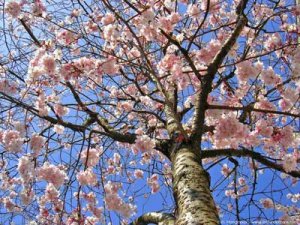 printemps-arbre-fleurs-4-bce71.jpg
