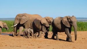 elephants-groupe-afrique.jpg