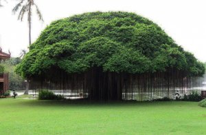 Ficus, Philippines.jpg