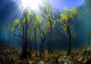 Jeunes mangroves sous l’eau.jpg