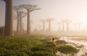 Les Baobab de Madagascar.jpg