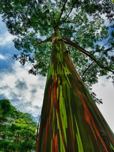 Eucalyptus arc-en-ciel, Hawaii.jpg