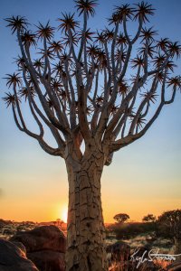 Arbre carquois, Namibie.jpg