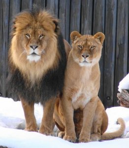 2 Atlas Lions.jpg