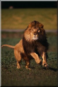 lionafricain.jpg