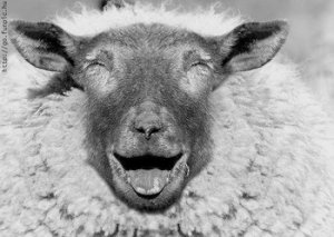 happy-eid-sheep.jpg