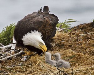 mom-and-baby-eagle-400x320.jpg