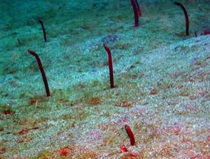 anguilles-de-sable.jpg