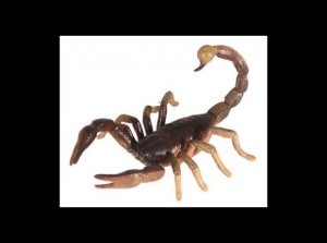 Scorpion--Tighirdemt.jpg