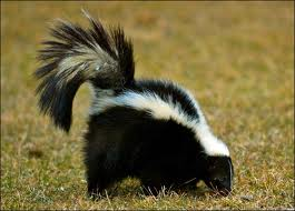 Mr skunk.png