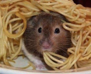 1323962426_hamster-Italian-pasta-lover.jpg
