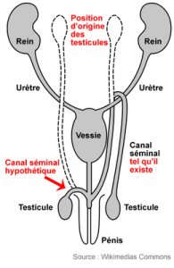 Position des testicules.jpg