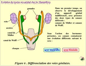 Migration ovaires et testicules.jpg