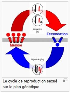 Cycle meiose - fécondation.jpg
