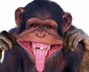 Funny-Monkeys-5.jpg