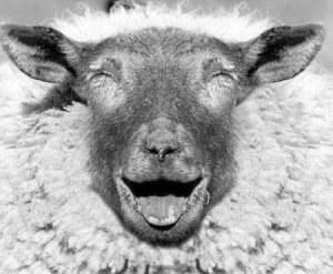 Funny-sheep.jpg