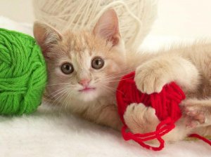chaton-jouant-avec-une-pelote-de-laine.jpg