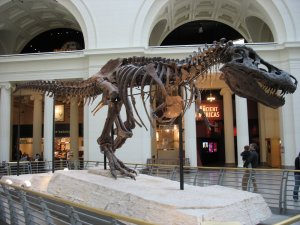 Chicago_-_Field_Museum_-Tyrannosaurus_rex1287051035.jpg
