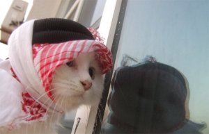 Arabic_Cat_by_Emiraty.jpg