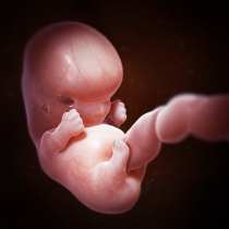 grossesse-developpement-foetus-embryon-8.Png