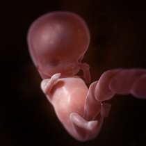 grossesse-developpement-foetus-embryon-11.Png