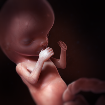 grossesse-developpement-foetus-embryon-12.Png