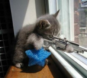 sniper cat.jpg