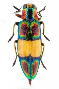 chrysochroa-fulgens-jewel-beetle-gabor-pozsgai.jpg