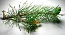 pinzn4.jpg