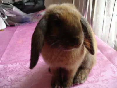 lapin007.jpg