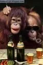 singe.jpg