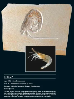 crevette.jpg