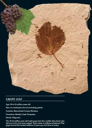 feuille vigne.jpg
