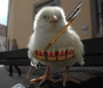chick.jpg