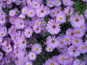 aster-4bab5.jpg